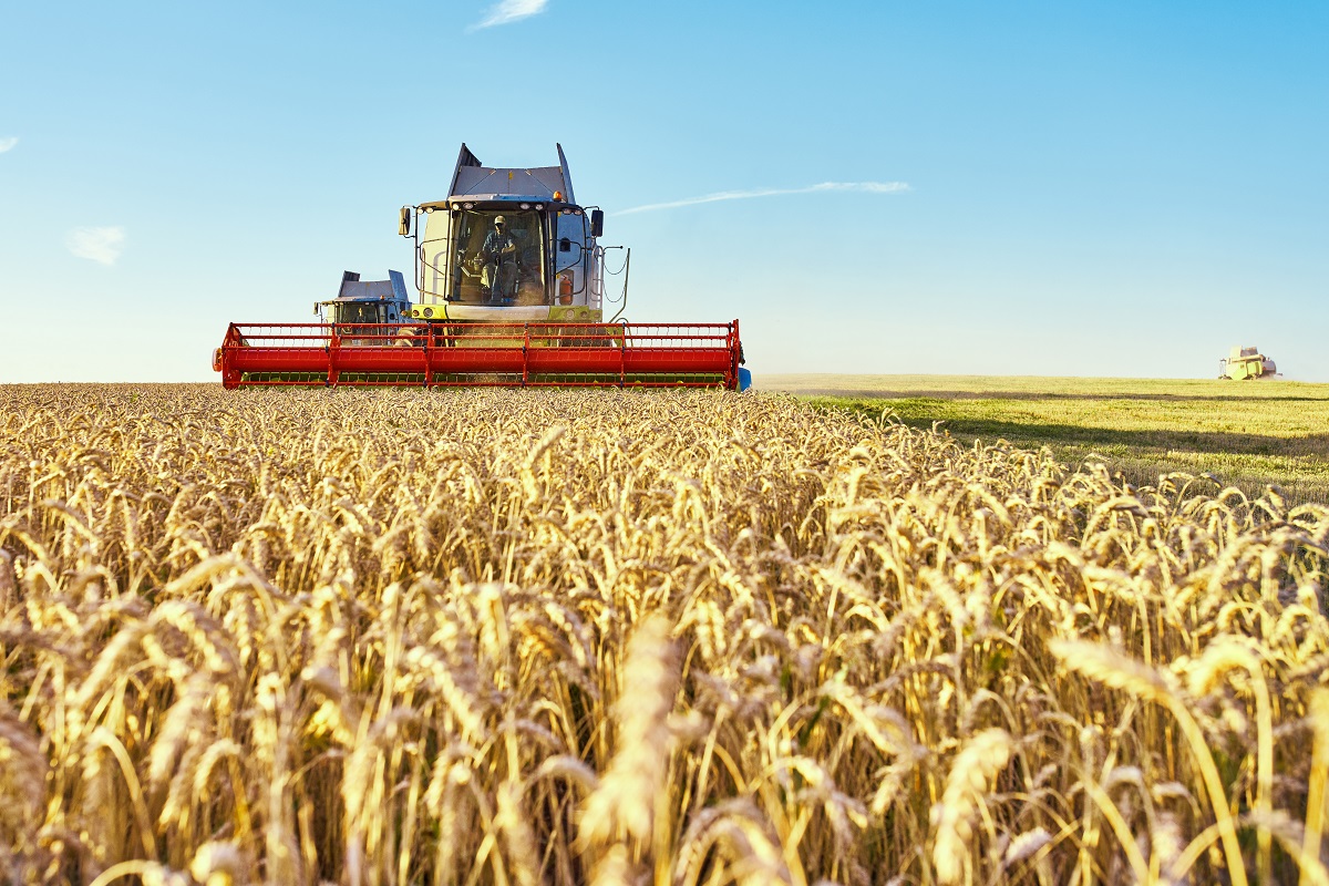 Combine harvester harvests ripe wheat. Ripe ears of gold field on the sunset cloudy orange sky background. . Concept of a rich harvest.