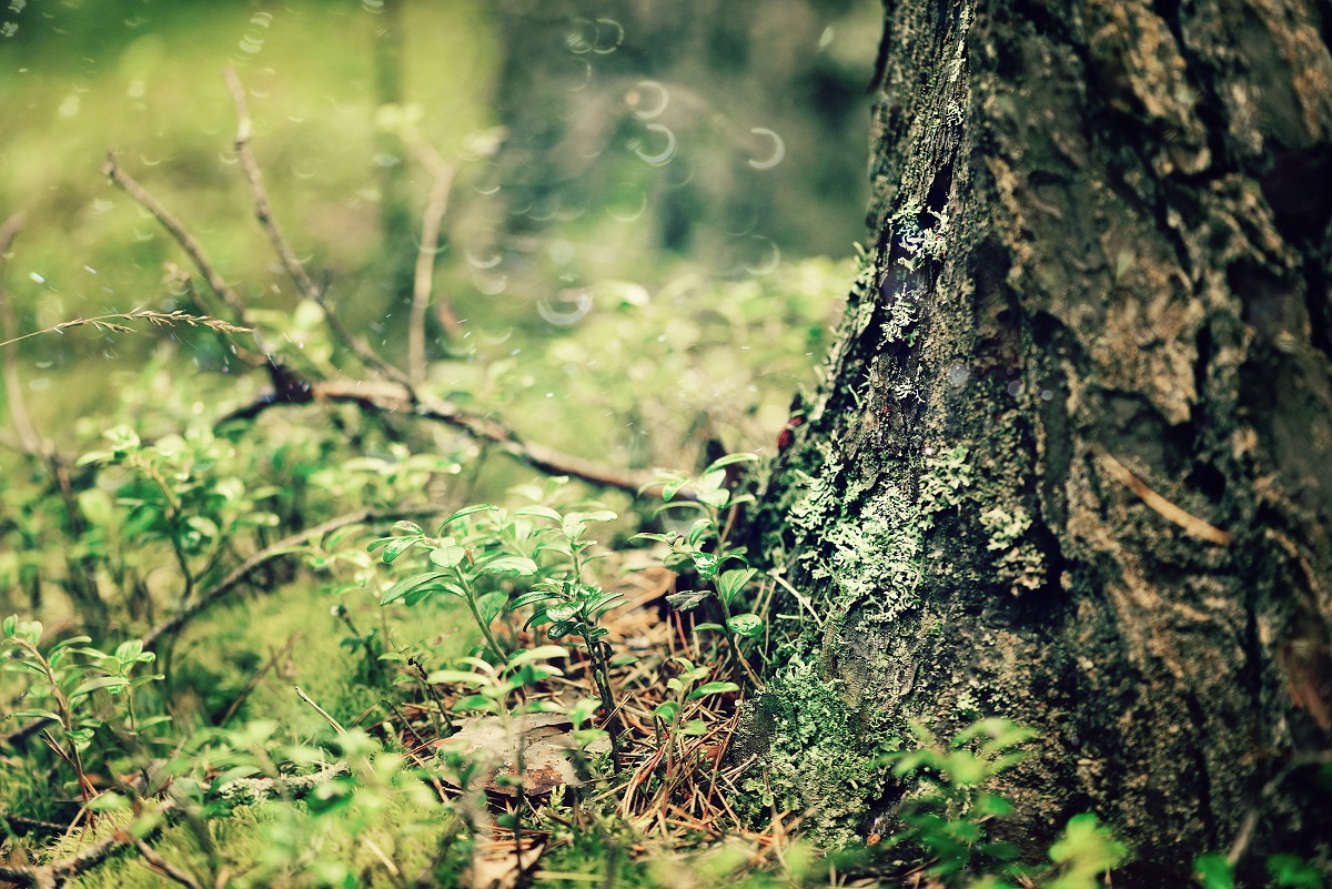 Forest tree roots and bark. Abstract wooden texture and background with copy space.